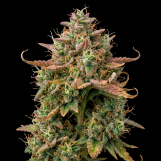 Strawberry Jet Fuel AUTO