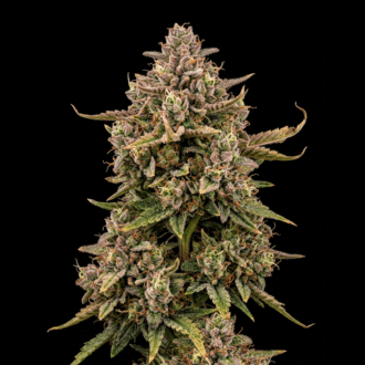 Devil's Glue AUTO
