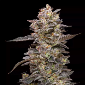 Devil's Cake AUTO