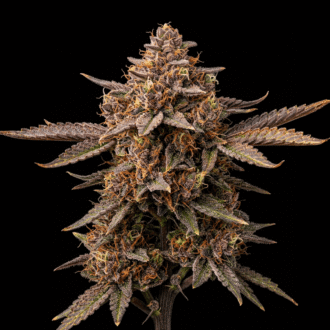 Garlic Napalm Kush