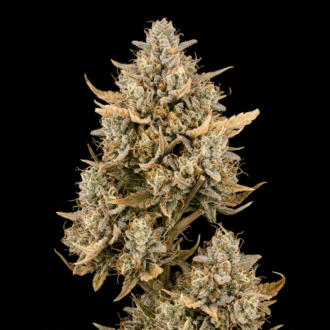 Dragonbud Z