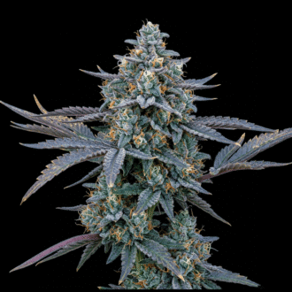 Jamaican Blue